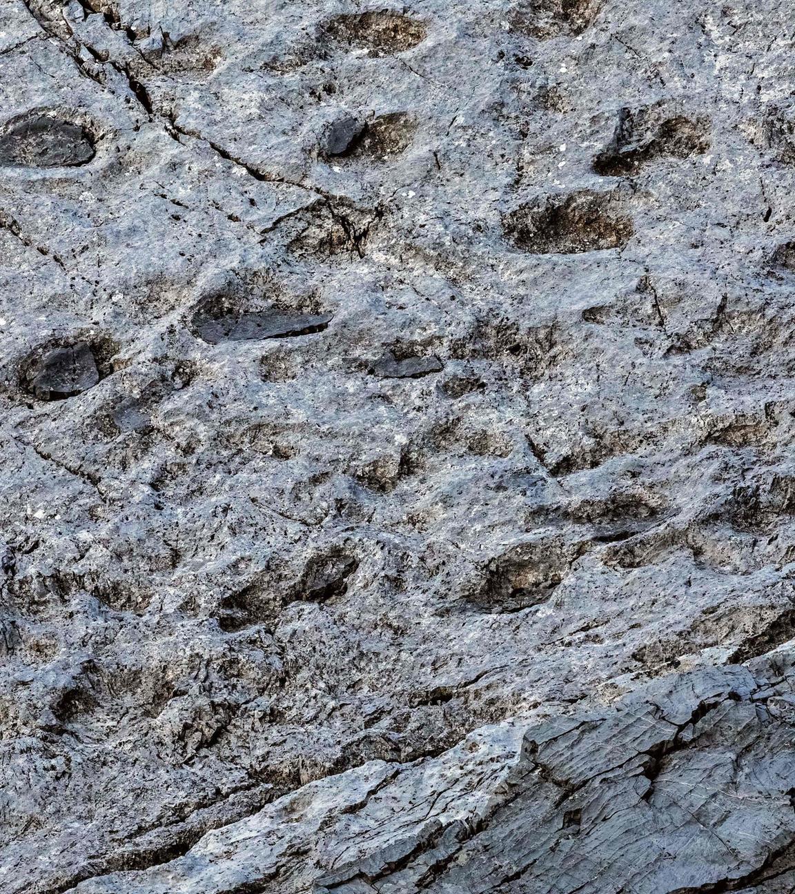 Dinosaurier Funde in den Bergen