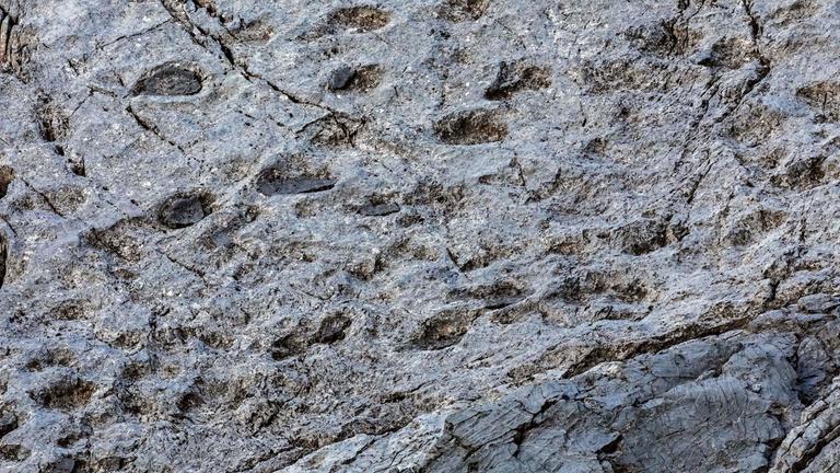 Dinosaurier Funde in den Bergen