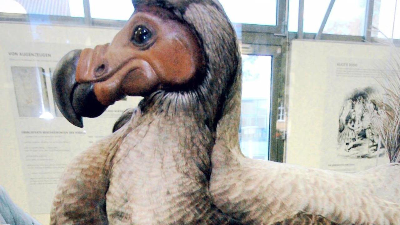 Ausgestopfter Dodo im Phyletischen Museum der Jenaer Friedrich-Schiller-Universität-