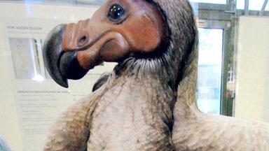 Ausgestopfter Dodo im Phyletischen Museum der Jenaer Friedrich-Schiller-Universität-