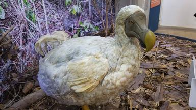 Ausgestorbener Vogel Dodo