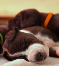 Dogge bringt 19 Welpen zur Welt