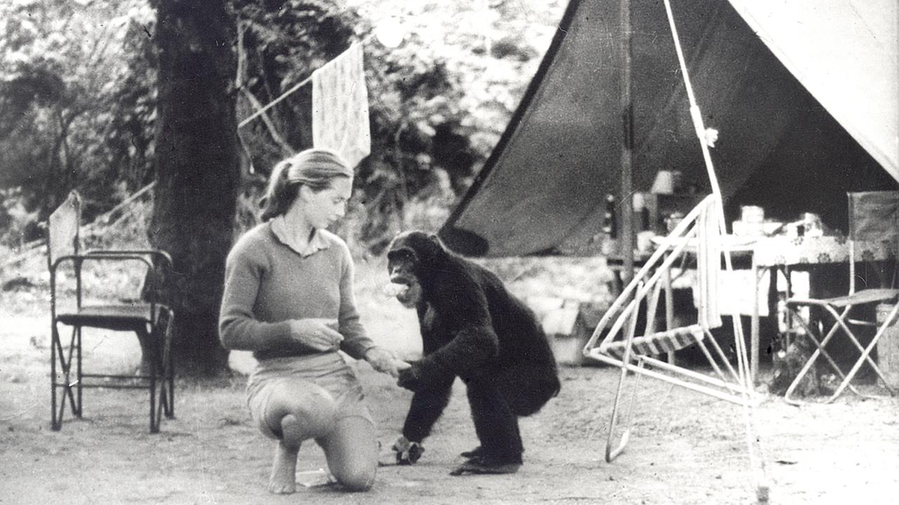 Jane Goodall kniet mit einem Affen vor einem Zelt