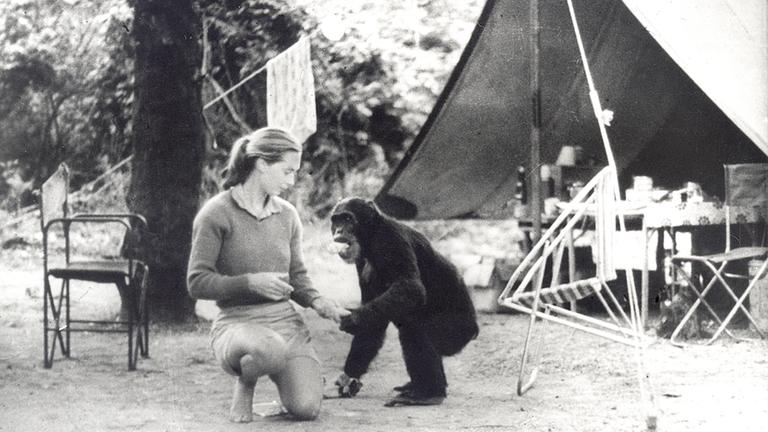 Jane Goodall kniet mit einem Affen vor einem Zelt