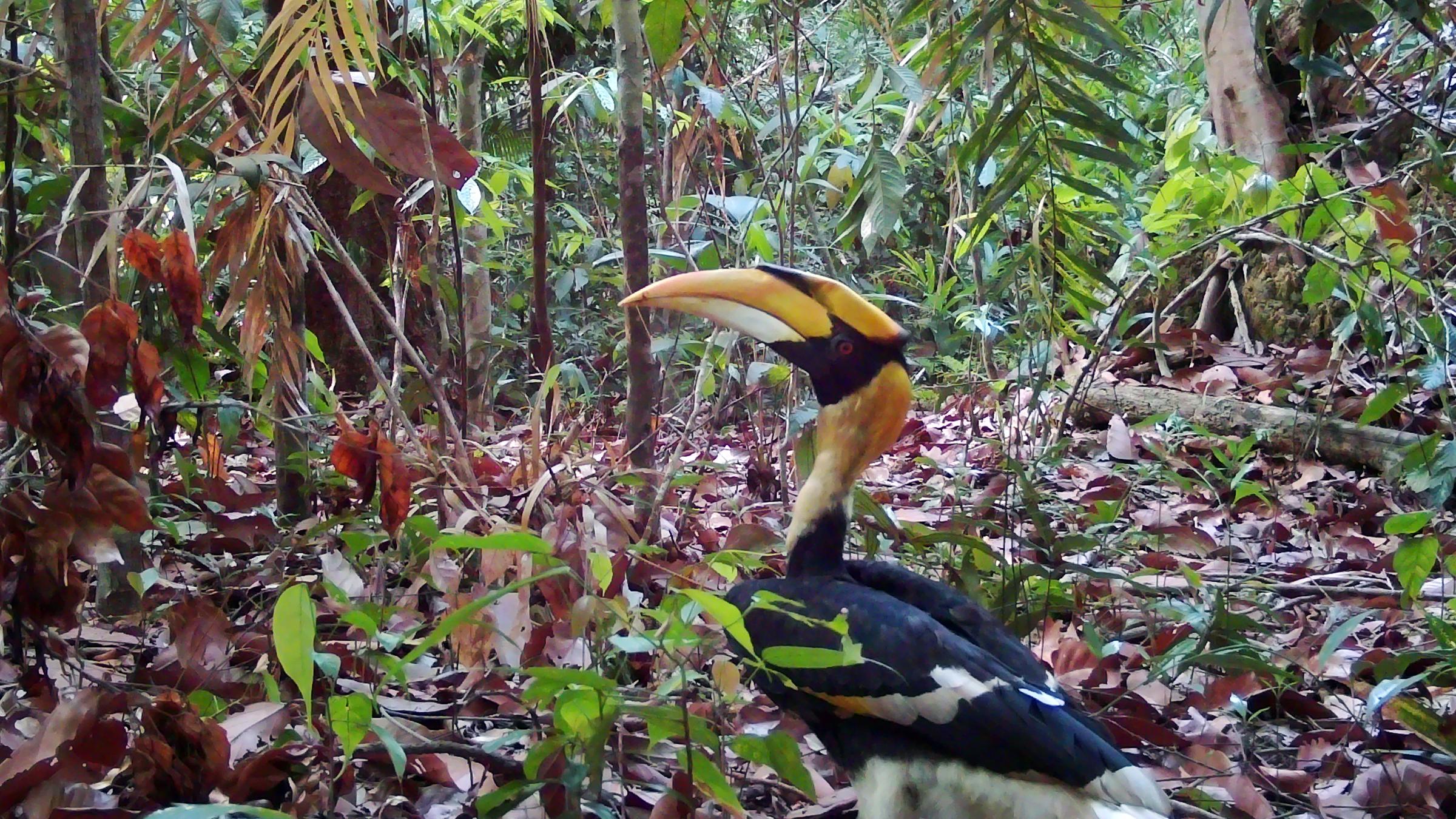 Doppelhornvogel in Kambodscha