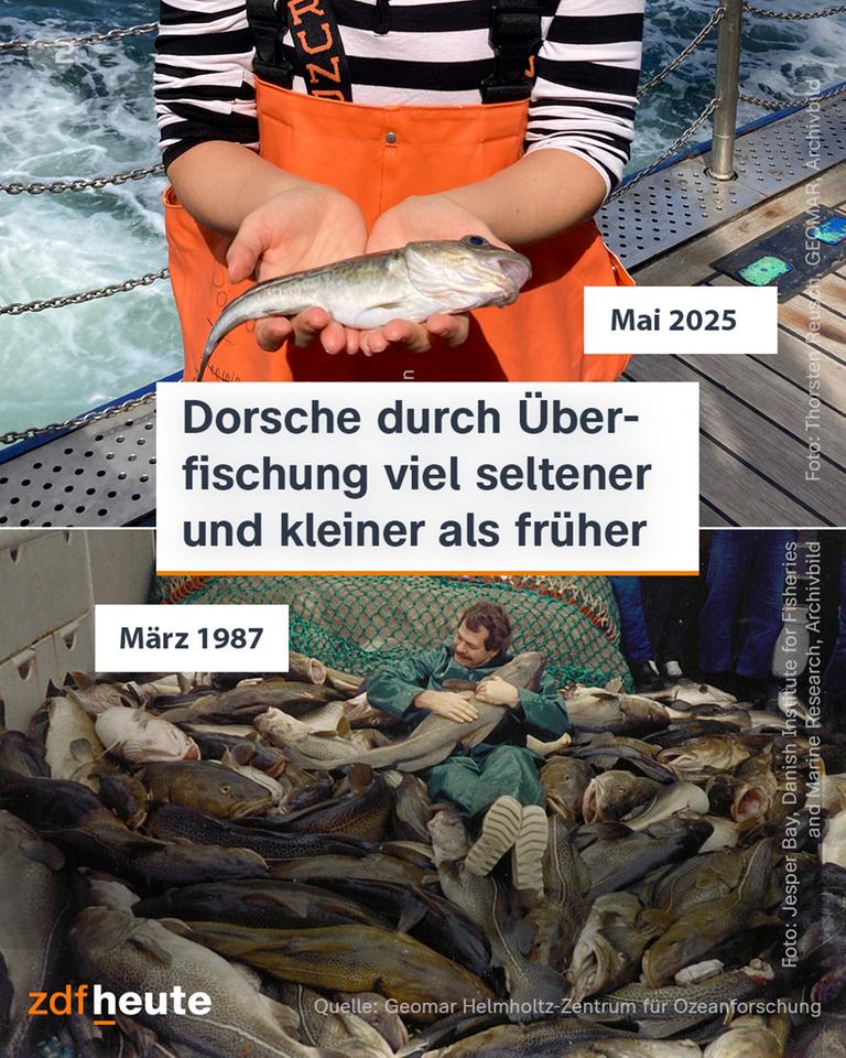 Grafik Dorsche