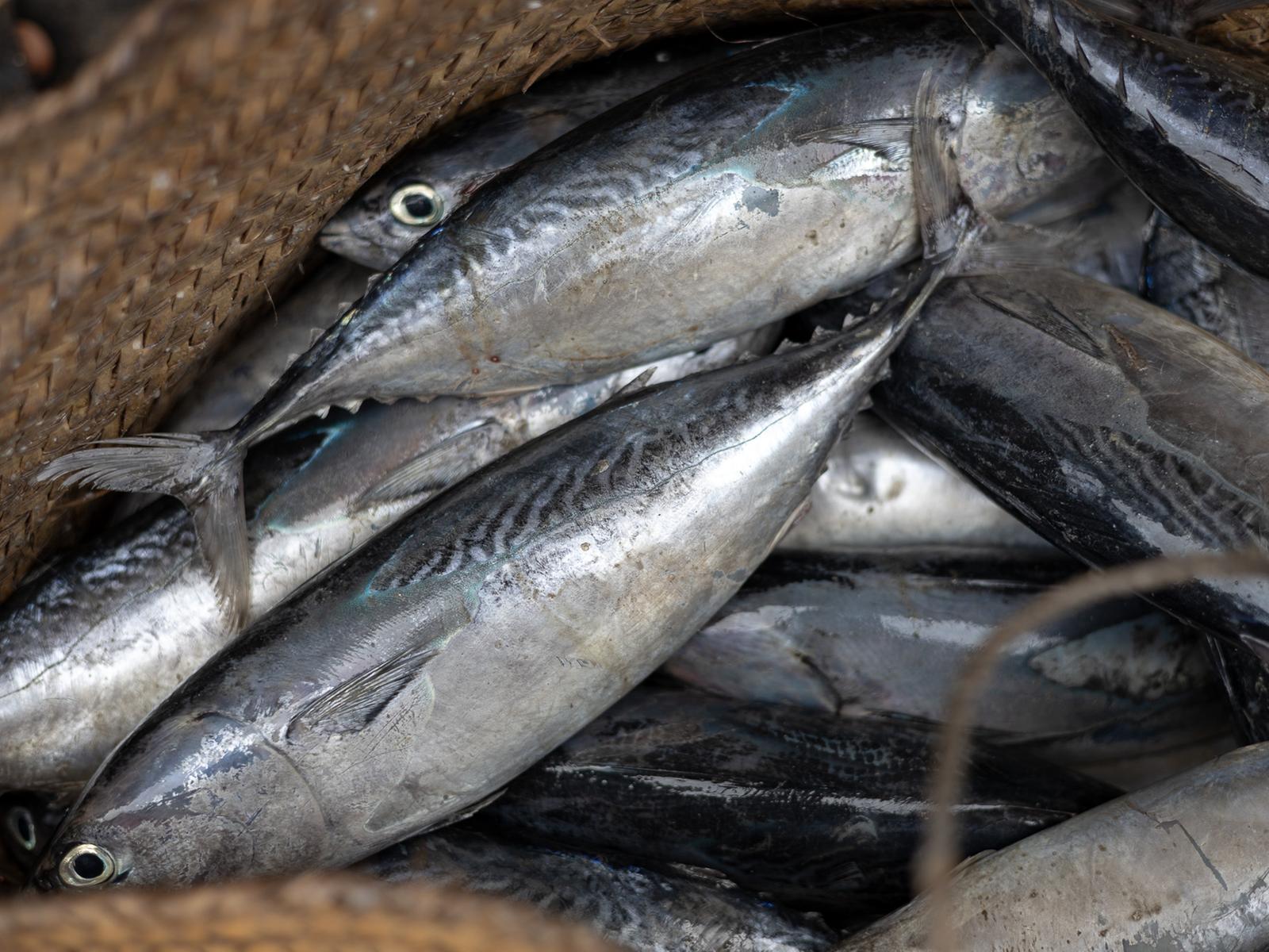 Wie illegale Fischerei Meere und Fischer bedroht