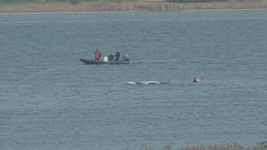 Wal mit Taucher und Boot