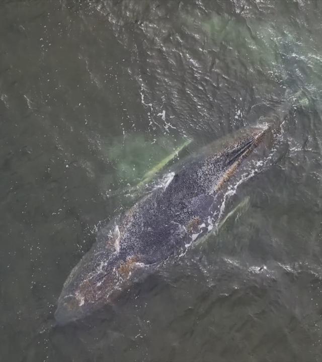 Buckelwal in seichtem Wasser