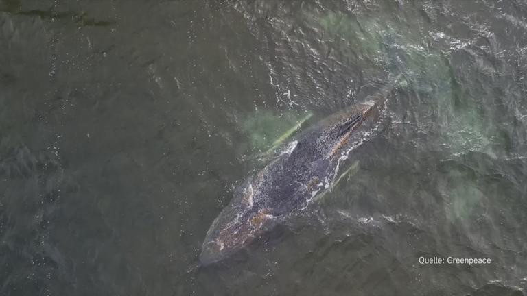 Buckelwal in seichtem Wasser