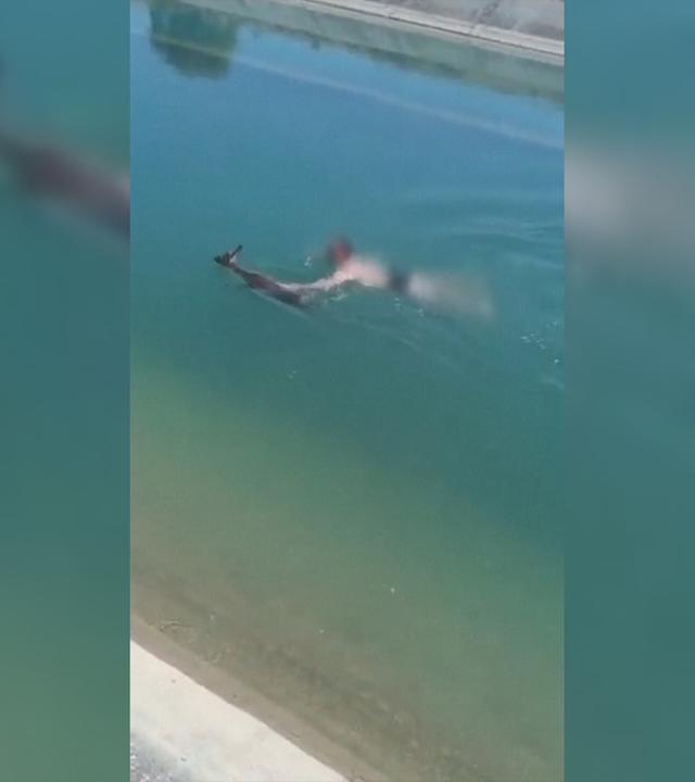 Ein Screenshot aus einem Video zeigt, wie ein Reh, welches in einem Kanal feststeckte, von einem spanischen Beamten der Guardia Civil gerettet wird.