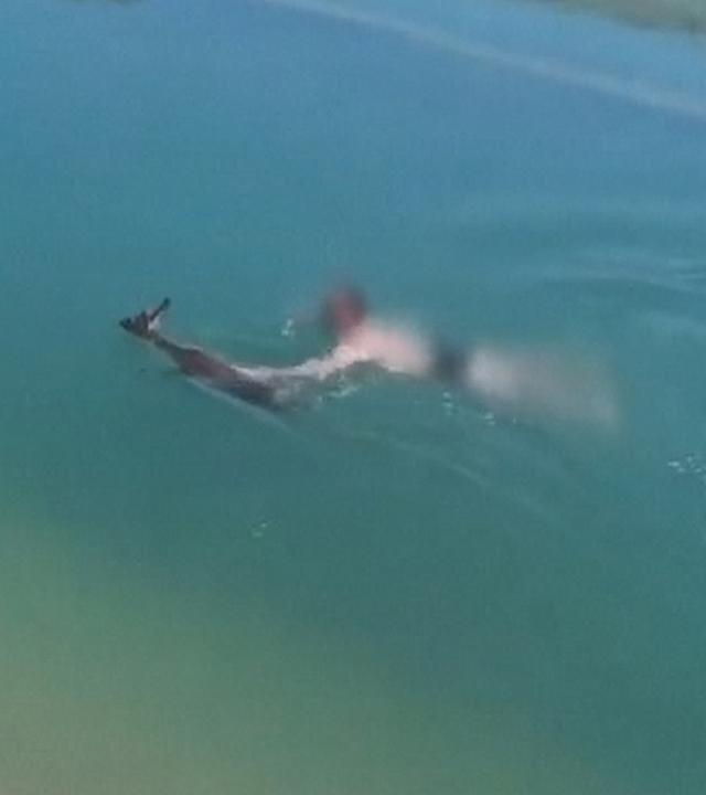 Ein Screenshot aus einem Video zeigt, wie ein Reh, welches in einem Kanal feststeckte, von einem spanischen Beamten der Guardia Civil gerettet wird.
