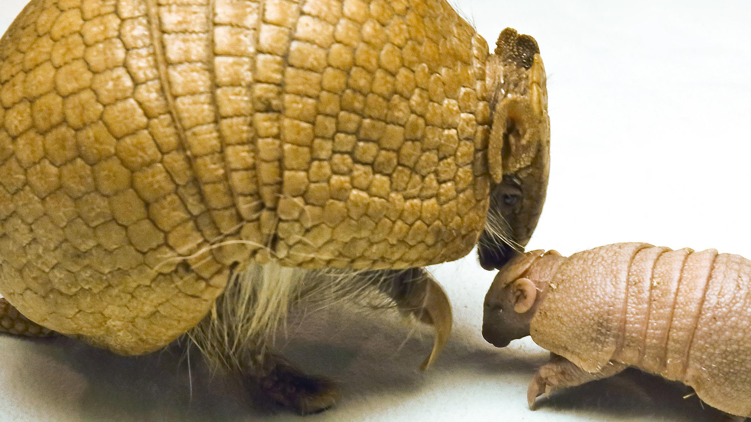 Dreibindengürteltier