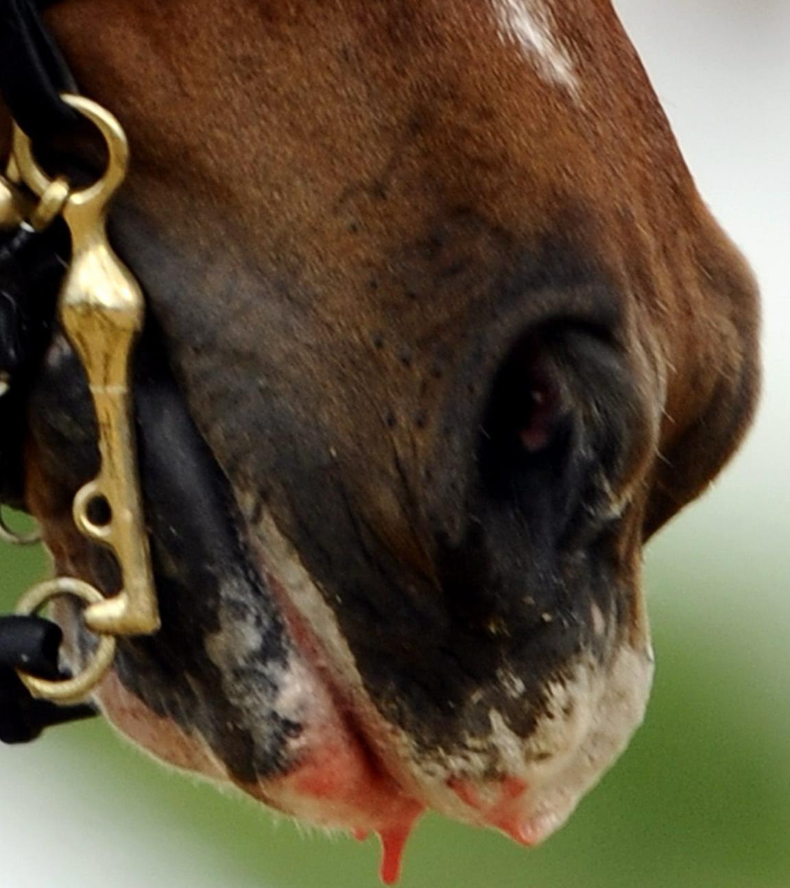 Dressur-Pferd "Parzival"