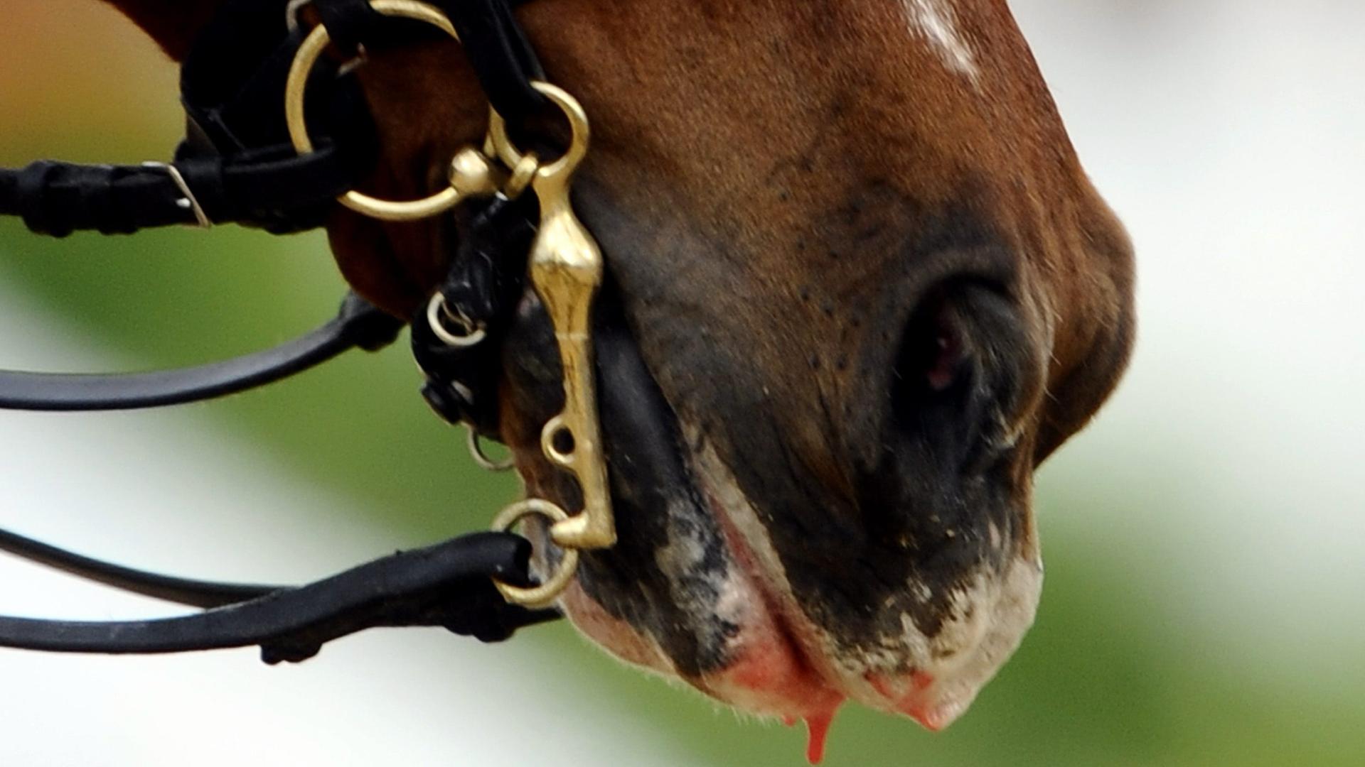 Dressur-Pferd "Parzival"