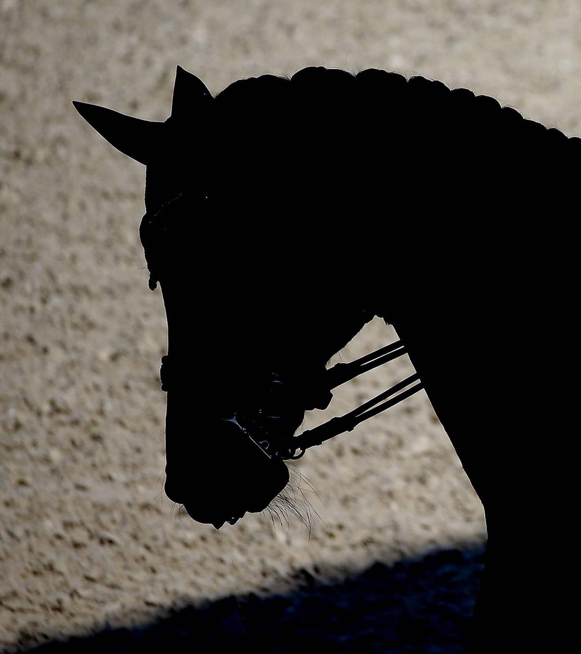 Dressur Weltcup in Stuttgart (Symbolbild)