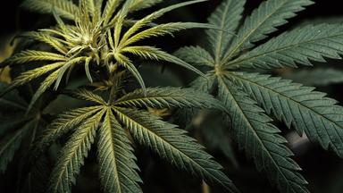 Cannabispflanze