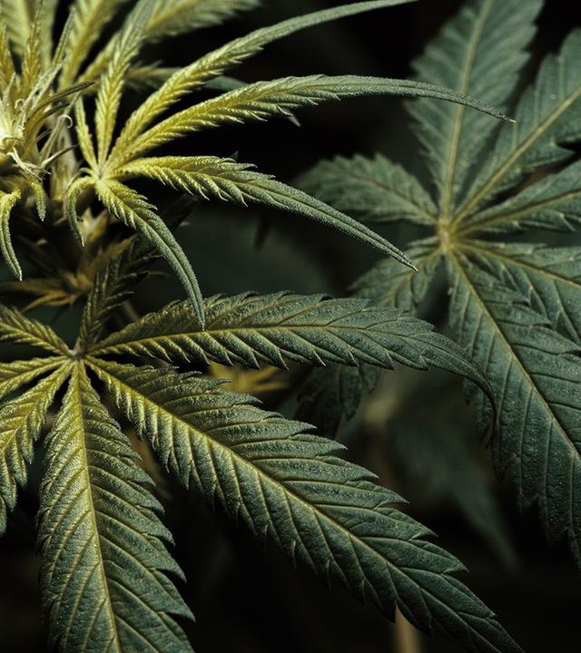 Cannabispflanze