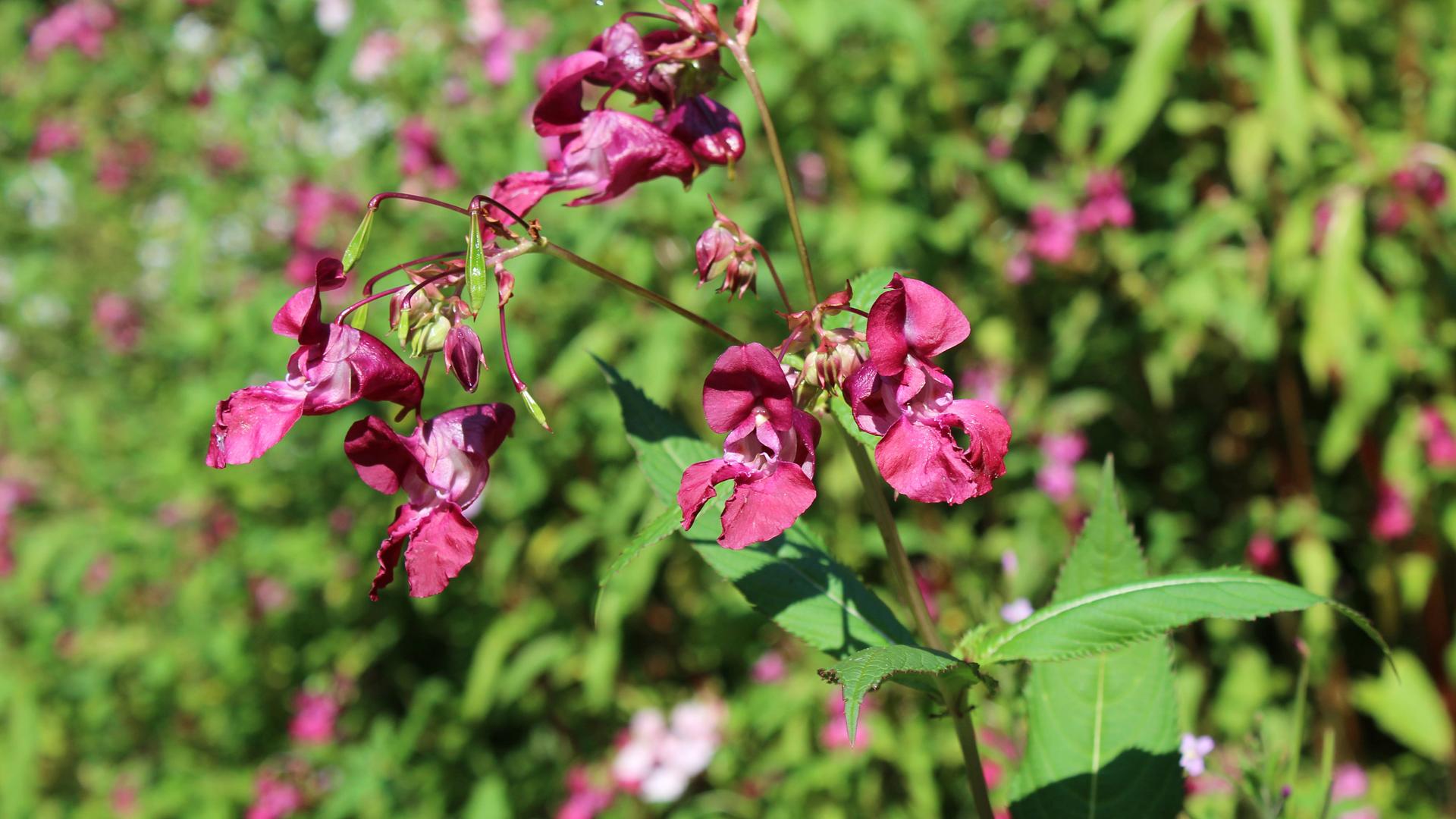 Drüsiges Springkraut (Impatiens glandulifera)