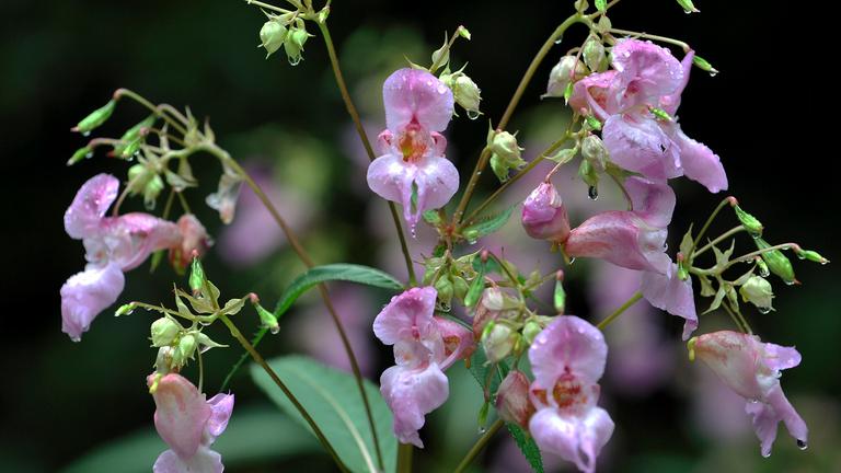 Drüsiges Springkraut