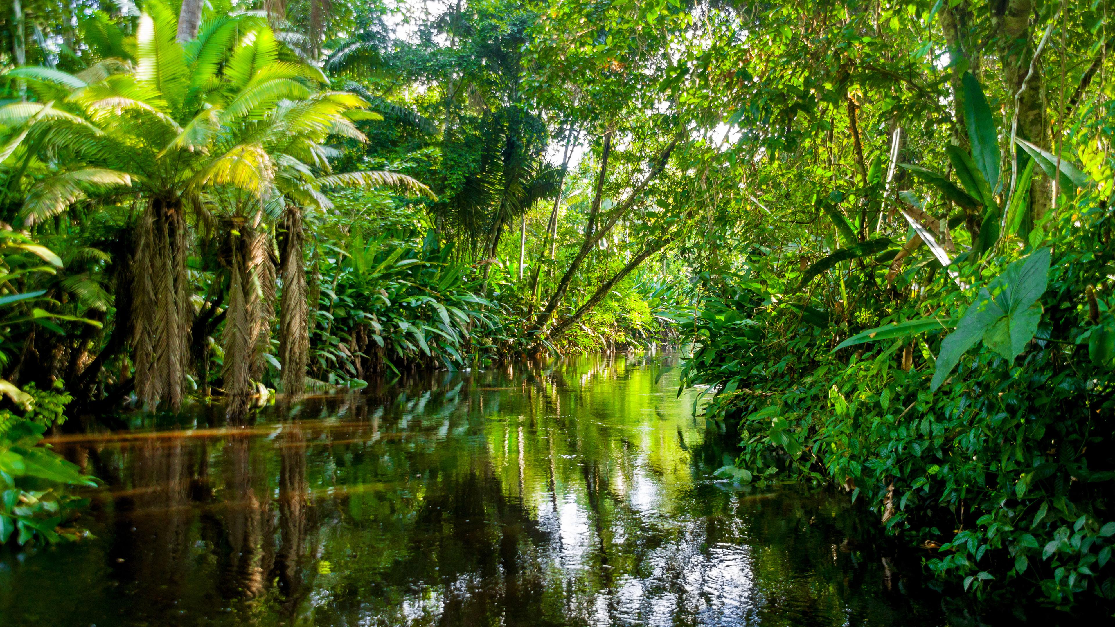 Blick von einem Fluss aus auf einen tropischen Wald.