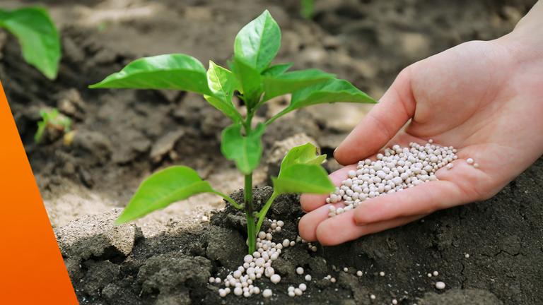 Nahaufnahme eines kleinen grünen Setzlings, der in dunkler, lockerer Erde wächst. Rechts daneben hält eine Hand zahlreiche helle Düngerkügelchen und streut sie rund um die Pflanze auf den Boden, um deren Wachstum zu unterstützen.
