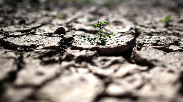 Trockene Erdschollen mit einer kleinen grünen Pflanze
