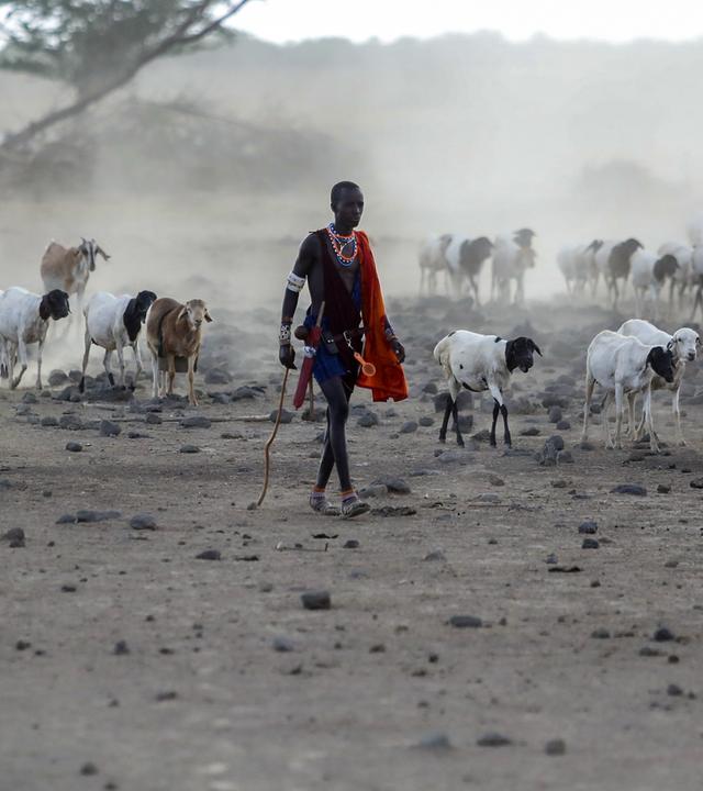 Massai mit seiner Herde in Kenia