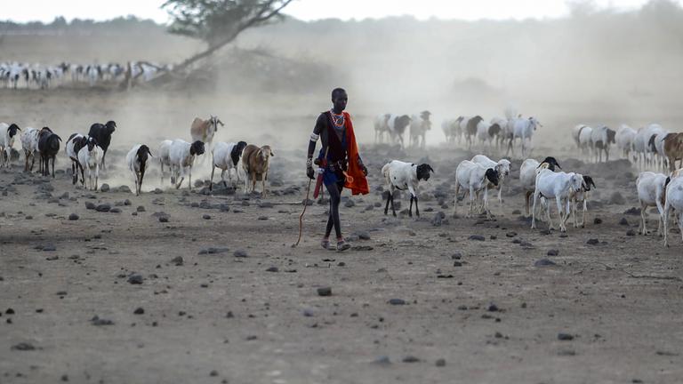 Massai mit seiner Herde in Kenia