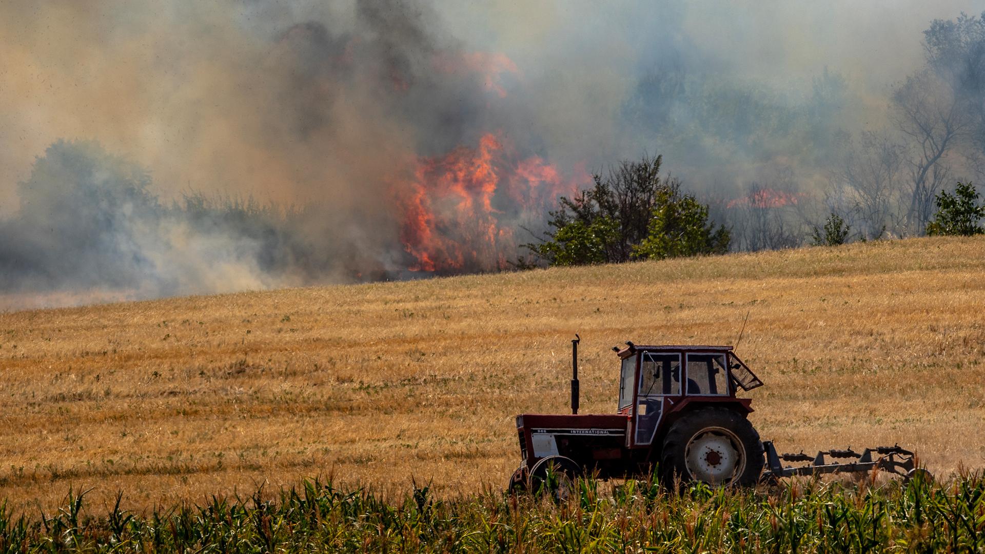 Bäume und Sträucher brennen auf den Feldern