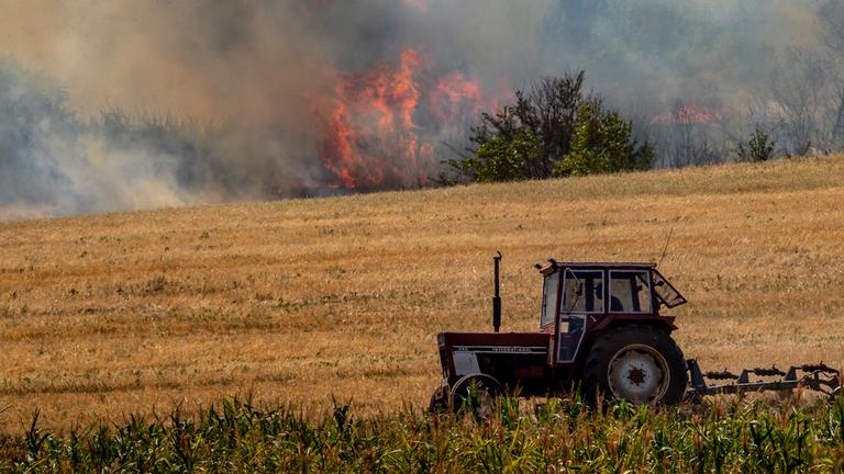 Bäume und Sträucher brennen auf den Feldern