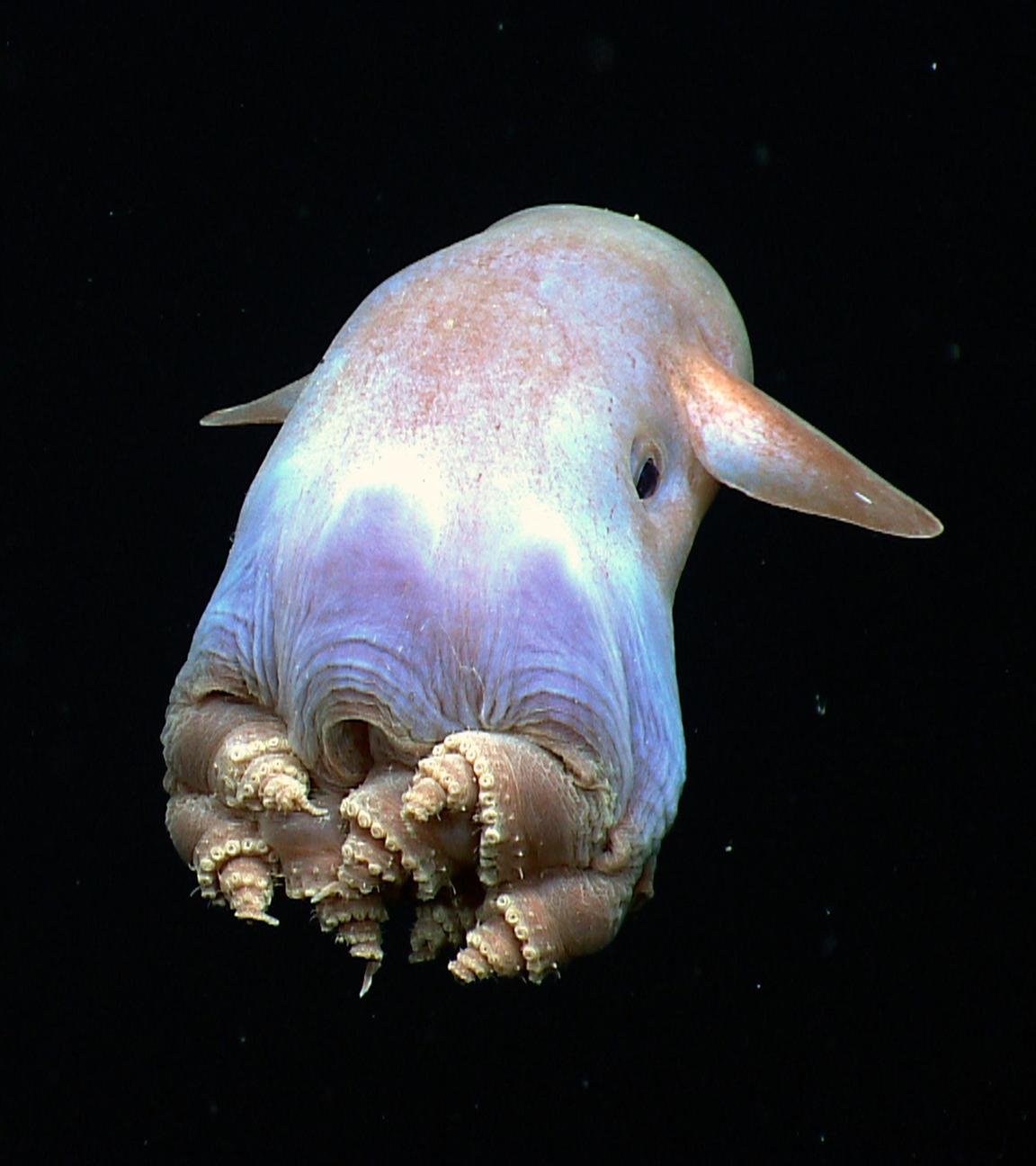 Dumbo-Oktopus in der Tiefsee