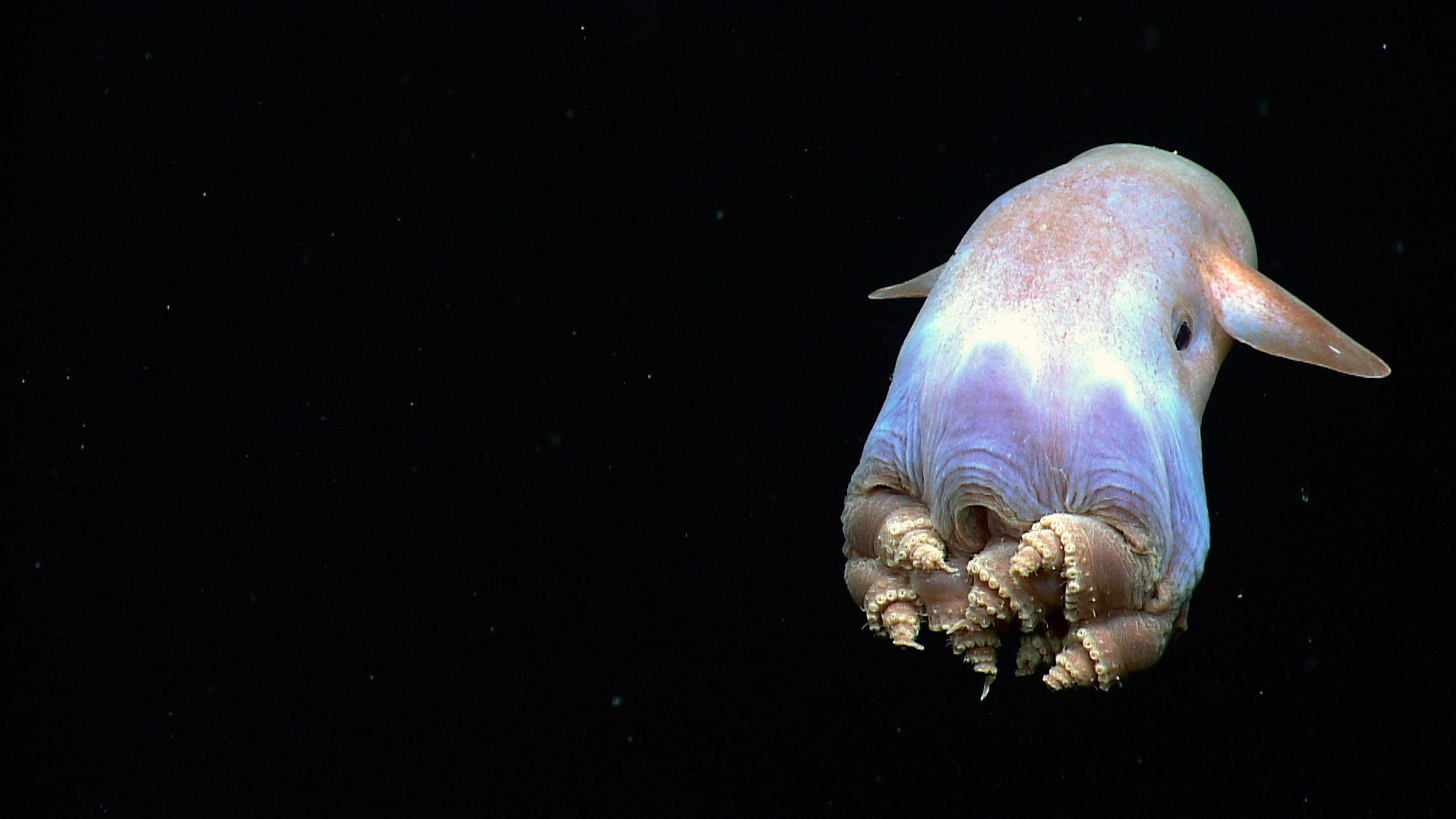 Dumbo-Oktopus in der Tiefsee
