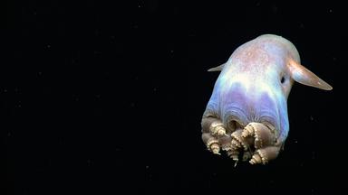 Dumbo-Oktopus in der Tiefsee