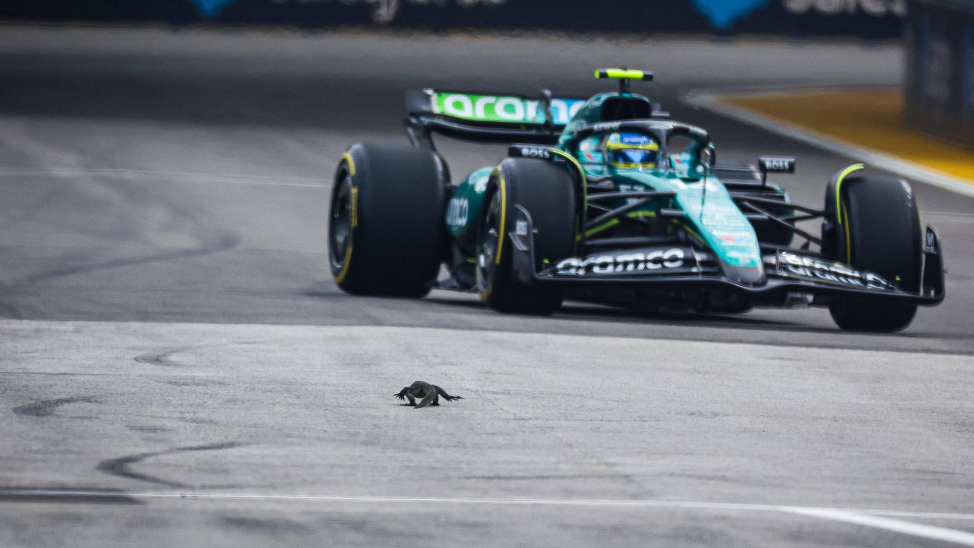 Training zur Formel 1 in Singapur: Echse vor Wagen von Fernando Alonso
