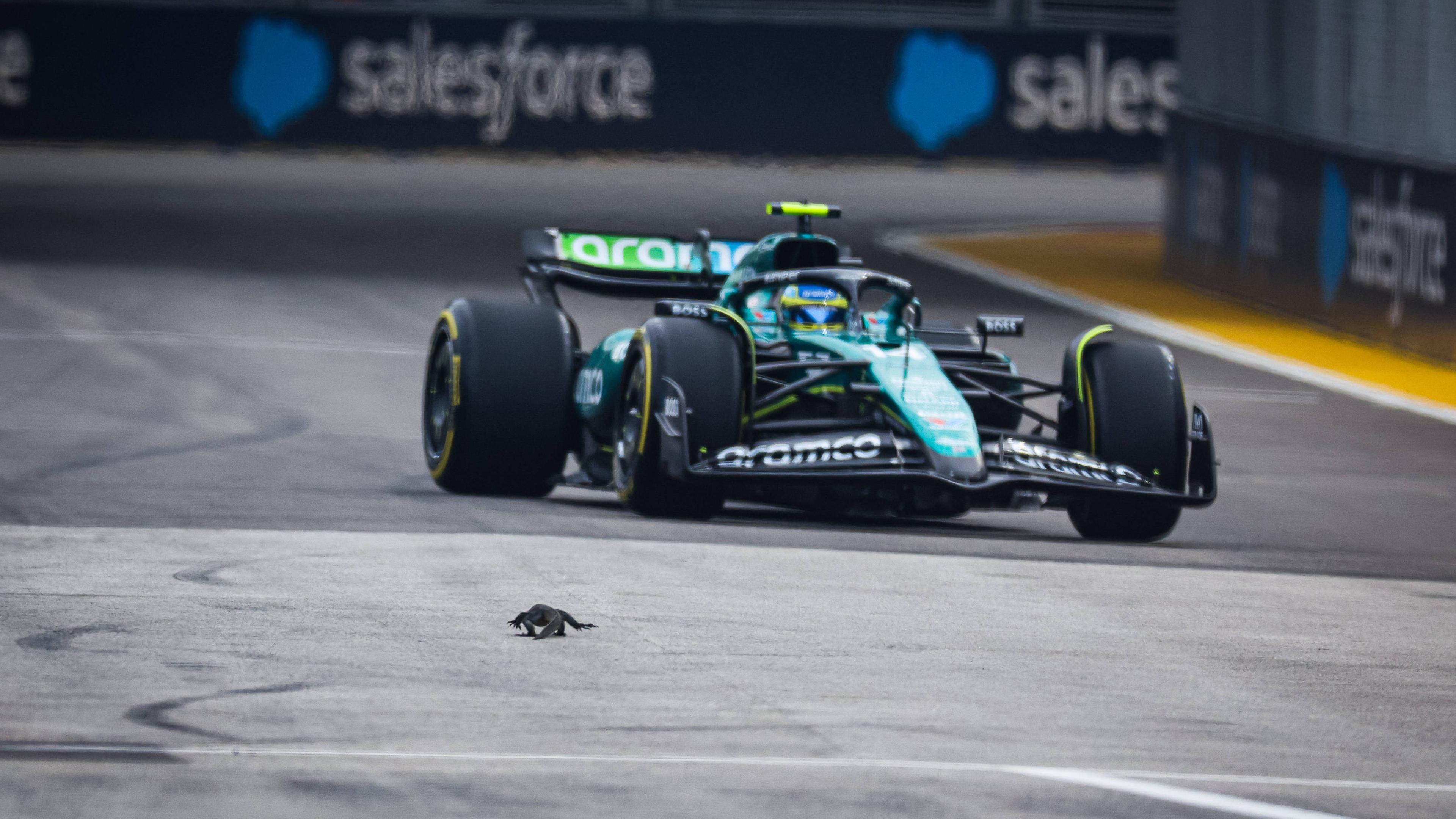 Training zur Formel 1 in Singapur: Echse vor Wagen von Fernando Alonso