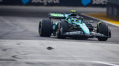 Training zur Formel 1 in Singapur: Echse vor Wagen von Fernando Alonso
