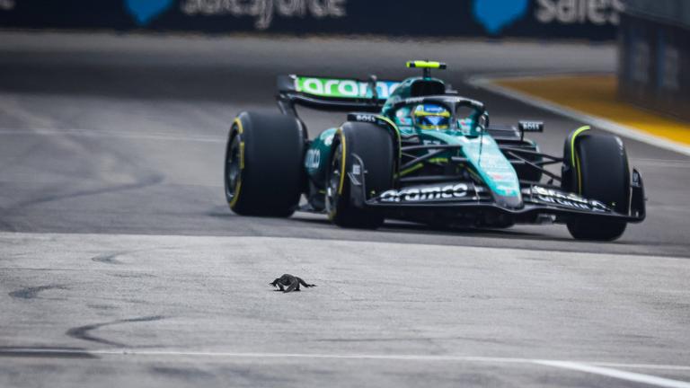 Training zur Formel 1 in Singapur: Echse vor Wagen von Fernando Alonso