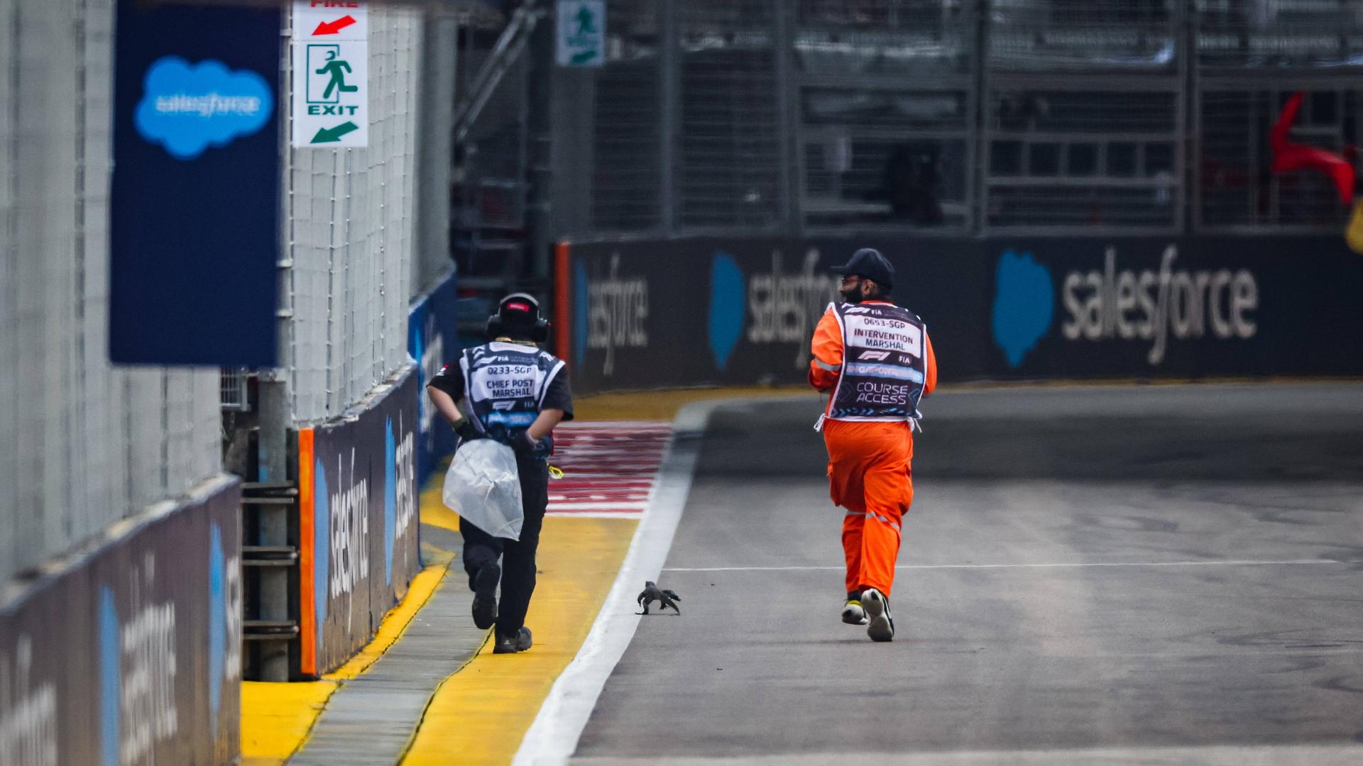 Training zur Formel 1 in Singapur: Echse vor Wagen von Fernando Alonso