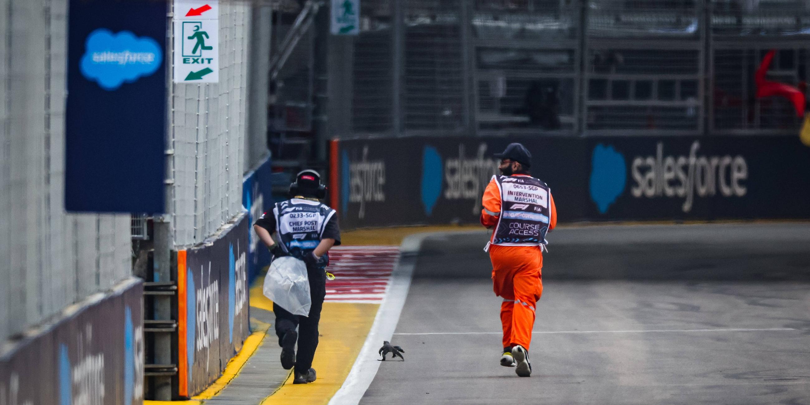 Training zur Formel 1 in Singapur: Echse vor Wagen von Fernando Alonso