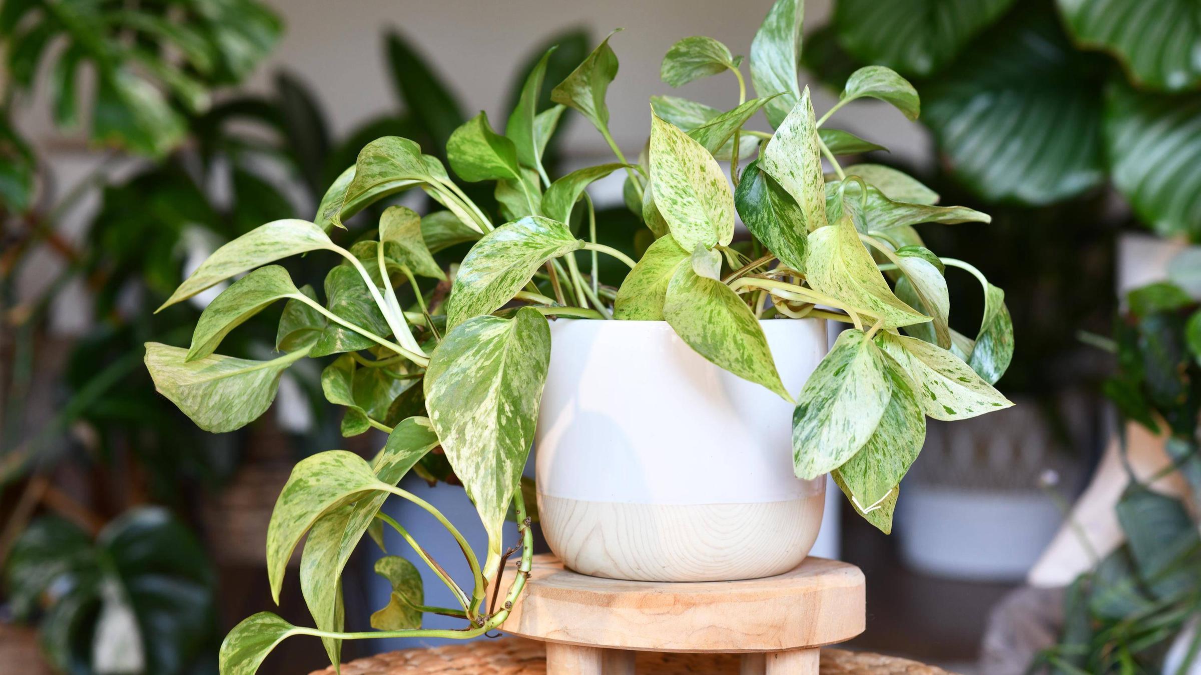 Im Vordegrund steht eine Efeutute in einem weißen Übertopf.