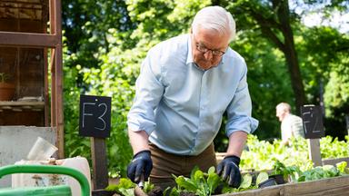 Bundespräsident Steinmeier gärtnert in einem Hochbeet in den Prinzessinnengärten in Neukölln.
