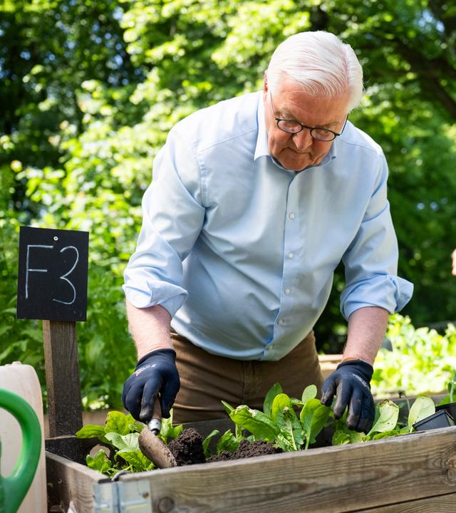Bundespräsident Steinmeier gärtnert in einem Hochbeet in den Prinzessinnengärten in Neukölln.