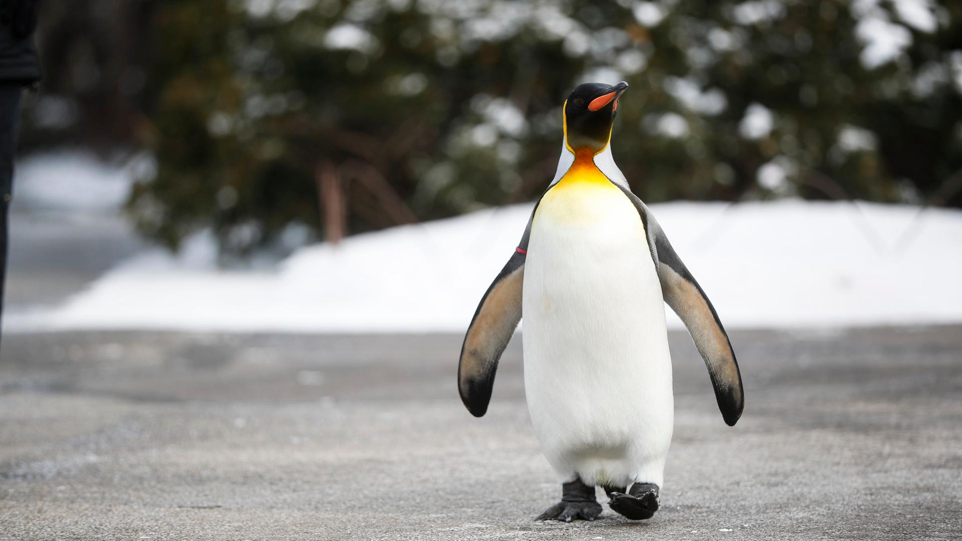Ehrentag der Pinguine
