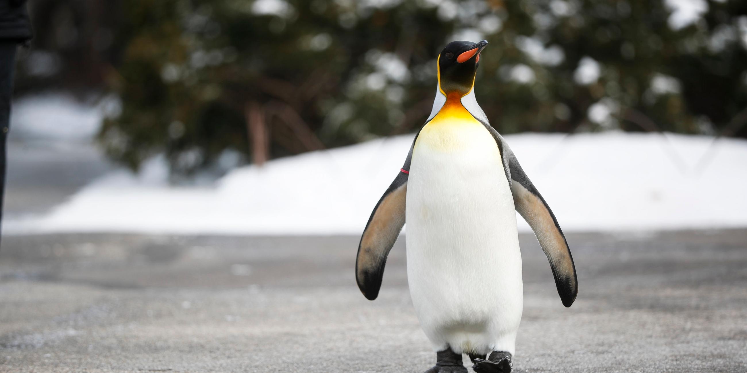 Ehrentag der Pinguine