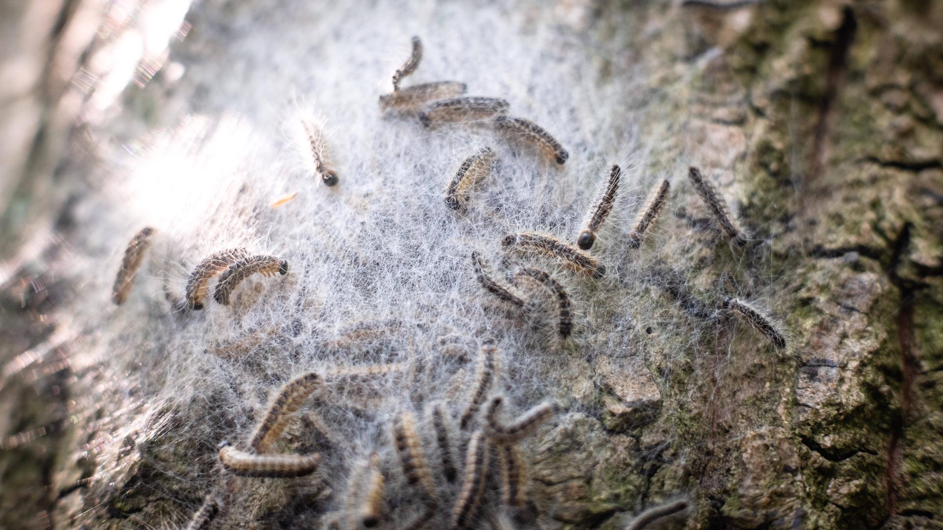 Die Raupen des Eichenprozessionsspinners sind auf einem Baumstamm zu sehen.