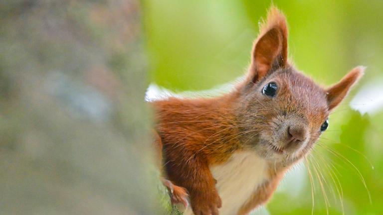 Eichhörnchen schaut hinter Baum hervor