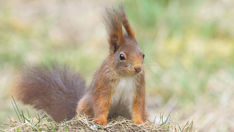 Ein Eichhörnchen sitzt auf einer Wiese.