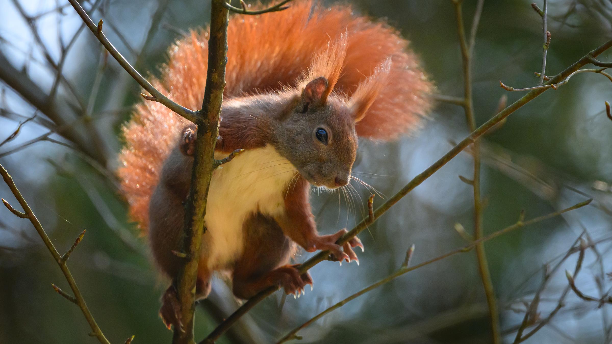 Ein Eichhörnchen sitzt in einem Baum.
