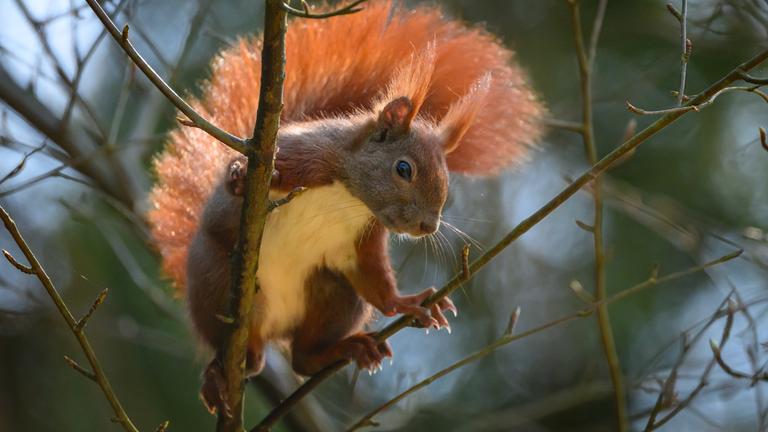 Ein Eichhörnchen sitzt in einem Baum.